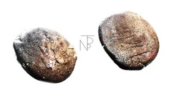 ROMAN Republic (ANONYMOUS) Acse-JANUS/Prow
