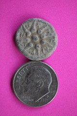ORIGINAL Desert Patina Big Widows Mite Herods Hoard Holy Land Artifact COA A147