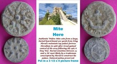 ORIGINAL Desert Patina 2 Widows Mites Herods Hoard Holy Land Artifact COA A03